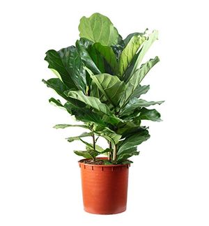 malabarspinat zimmerpflanze Malabar-Spinat 🌿 Balkonpflanzen bei urbanhochbeet.de – Urban Hochbeet main image 0