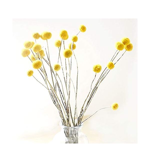 Welche Schnittblumen halten am längsten?