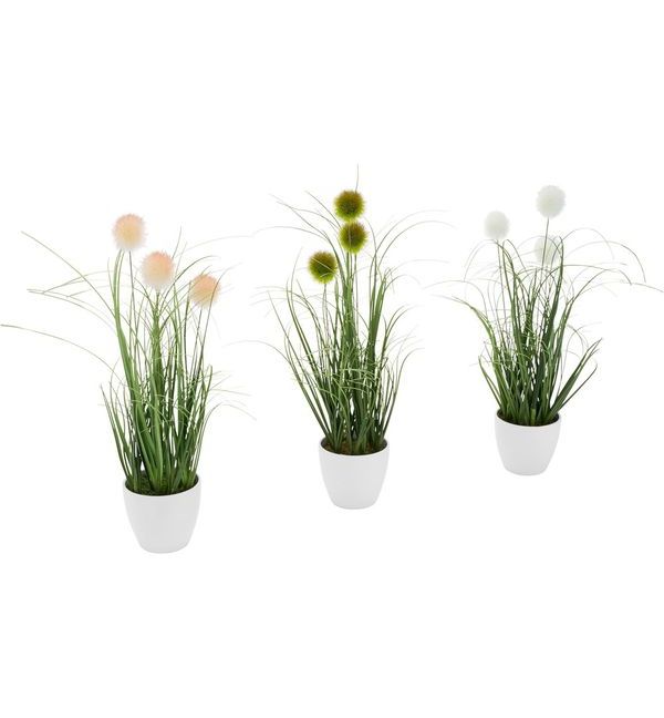 monkey monstera standort Monstera Monkey Leaf | Online kaufen main image 1